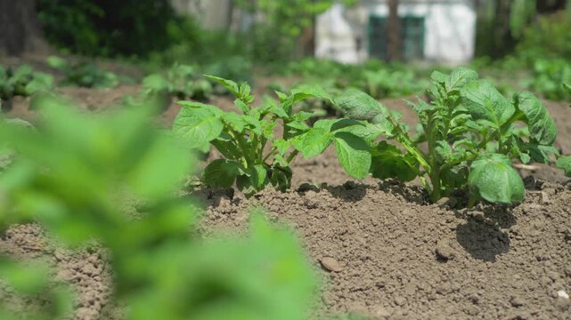 Growing potato plants in well-tended rows. Proper spacing and nutrient-rich soil boost tuber production, contributing to a stable food supply chain during harvest time