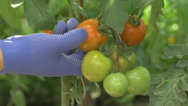 Farmers hand carefully cuts ripe tomato from vine with scissors. Organic farm produces fresh, pesticide free vegetables, high quality harvest while maintaining sustainable agricultural methods