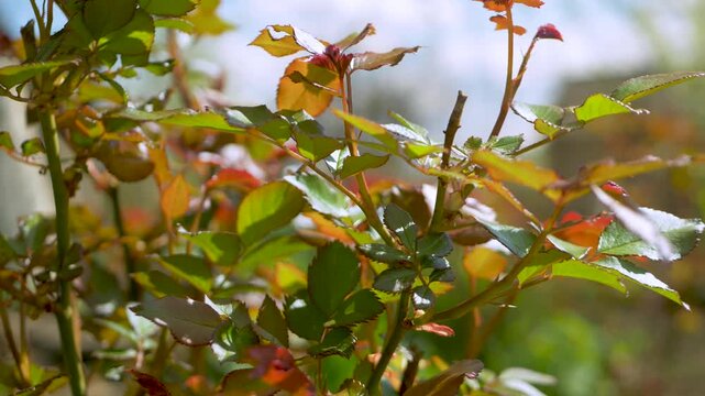 Orange and yellow tones on young rose leaves reveal delicate nature of early growth. Every small change in color signifies deeper transformation, one that contributes to the larger cycle of life