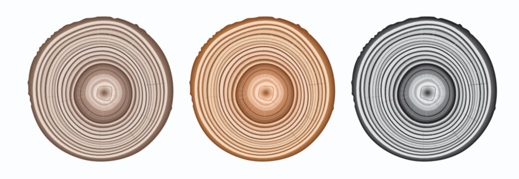Tree trunk cut texture, wood slice annual rings vector pattern