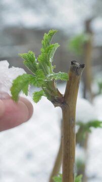 Man hand touches frozen raspberry bush. Unexpected snow covers young shoots. Early development pauses. Future raspberry harvest faces serious danger. Contrast between life and freeze highlights risk