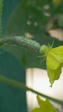 Fresh cucumber forms with yellow bloom on stem among leaves. Farming process of vegetable cultivation. Concept of rural life, organic produce, eco lifestyle and sustainable agriculture