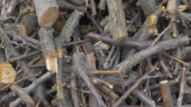 Sawn branches from the apricot tree lie in pile. Felling is process of cutting down trees. Environmental conservation. Firewood pile