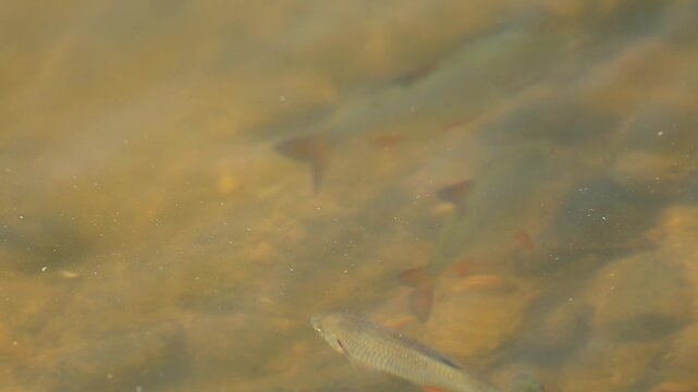 European Chub Swimming Near the Surface of a Spring River