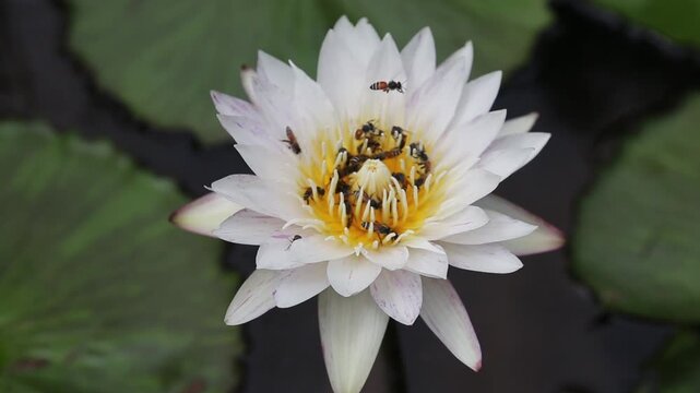 White lotus flowers with bees swarming pollen.