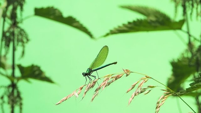 Slow motion green damselfly dragonfly on green screen background