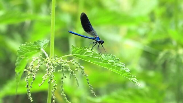 Slow motion green damselfly dragonfly on green screen background