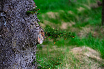 Fototapeta premium Young spruce branch growing from old tree trunk in forest