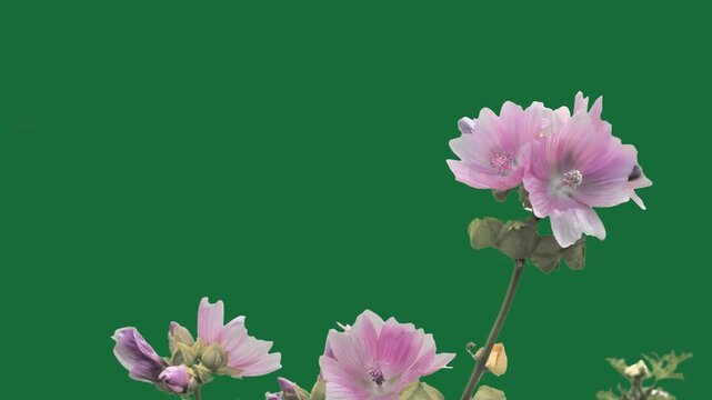 Blooming pink mallow flowers bush on green screen background