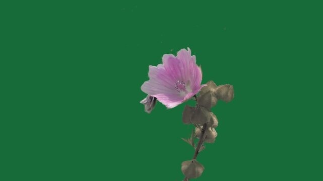 Blooming pink mallow flowers bush on green screen background