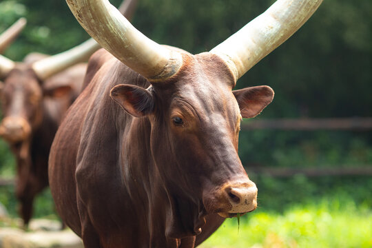 Ankole-Watusi Cattle or African Longhorn is an ancient breed native to East Africa. Famous for its colossal horns.