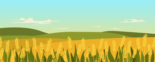 Rural landscape with wheat fields and hills. Summer field with ripening rye and green meadows. Vector illustration for a background for an agricultural or livestock company. © LoveSan