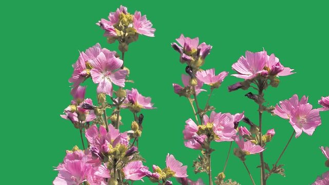 Blooming pink mallow flowers bush on green screen background