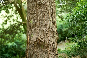 Fototapeta premium Pine bark detail in lush green forest