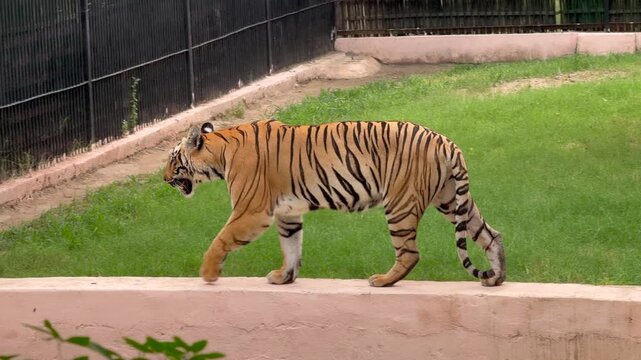 tiger in his cage in delhi