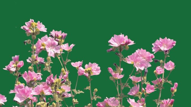 Blooming pink mallow flowers bush on green screen background