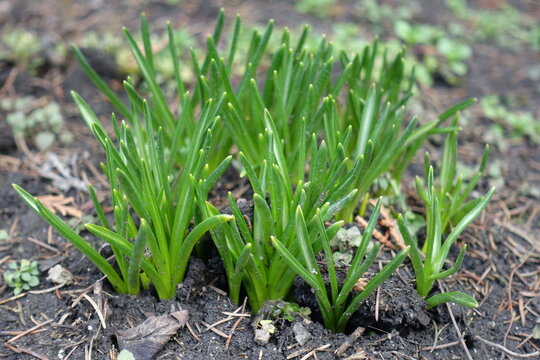 Grass-like ensiform leaves of spring flowering bulbous plants in mid February