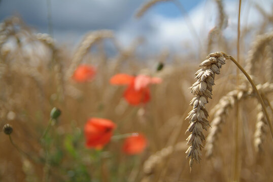 Weizenfeld im Sommer