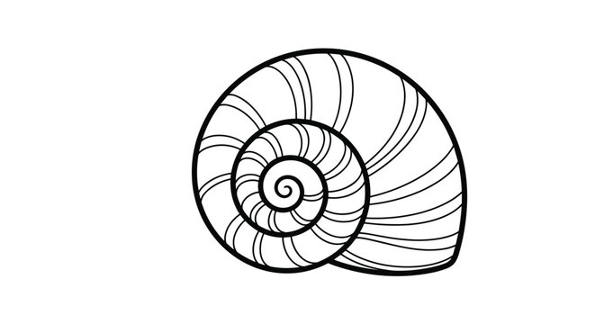 Simple black and white line drawing of a spiral seashell showing detailed texture and natural growth patterns.