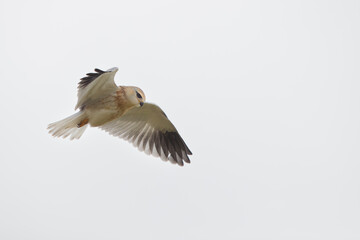 Obraz premium Black shouldered kite in flight