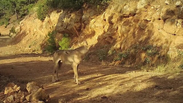 A pack of wild gray wolves walking along a dirt road near rocky cliffs.