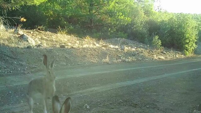 Two wild hares interacting and boxing on a dirt road in the forest.