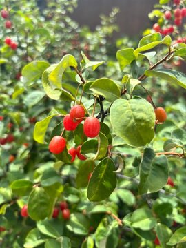 Ripe red silverberry fruits (Elaeagnus) on the branch in early summer