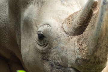 Fototapeta premium Close-up of a white rhinoceros's face. Gently curved horn and rough skin texture visible.