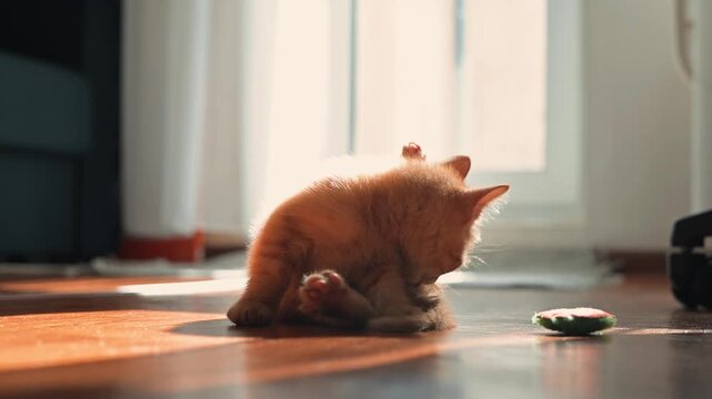 A small orange kitten interacts with a round object on the floor inside a room. Kitten licking, washing, home hygiene