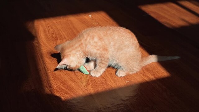 An orange kitten plays with a small toy on the wooden floor of a sunlit room. The young cat is focused and curious as it swats, pounces, and interacts with its toy while enjoying the light