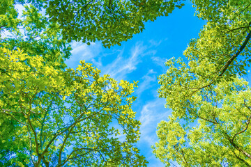 Fototapeta premium 新緑の木と青空