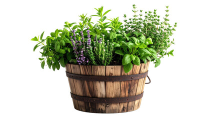 Fototapeta premium Herbs overflowing from a weathered, banded, wooden barrel container