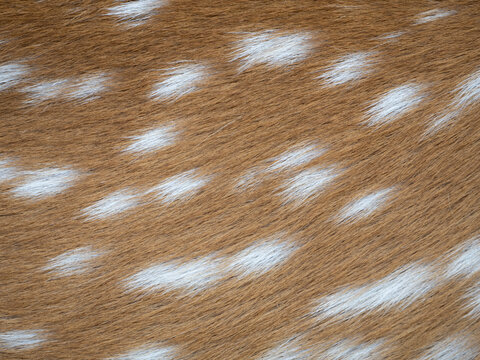Close up Spotted deer or Spotted fur for Background.
