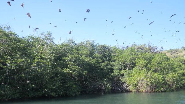 Large colony of flying foxes soaring above mangrove forest on Bat Island in Riung 17 Islands Marine Park, Indonesia, captured in daylight over coastal tropical habitat