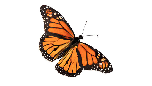 Beautiful vibrant orange monarch butterfly insect with wings open macro view isolated on transparent background cut out