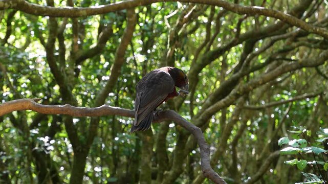 Endemic Kaka Parrot perched in native forest at Zealandia Conservation Park, New Zealand, with soft natural light and lush woodland habita