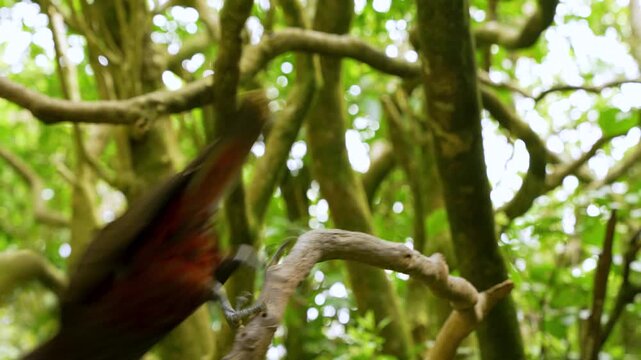 Endemic New Zealand kaka parrot on forest tree branch use claw to eat seed