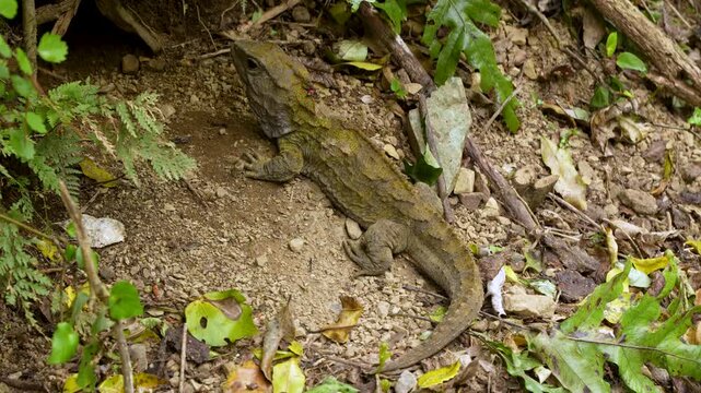Rare tuatara reptile resting on a forest floor in native habitat in New Zealand, surrounded by natural foliage and earthy woodland textures