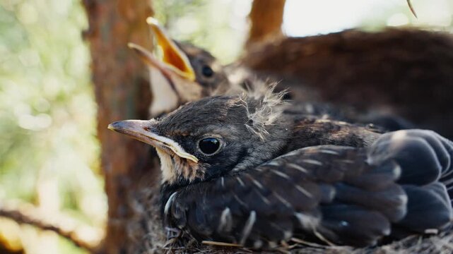 Hungry newborn blackbird chicks chirping in nest