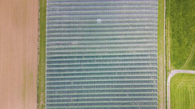 Top-down aerial view of protected fruit orchard fields covered with anti-hail netting in rural Germany, highlighting modern agriculture and crop protection systems, UHD.