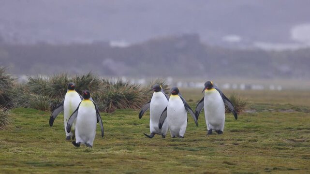 King penguins (Aptenodytes patagonicus, Spheniscidae) walking across coastal tundra in South Georgia, subantarctic islands, coordinated colony movement, slow motion tracking shot.