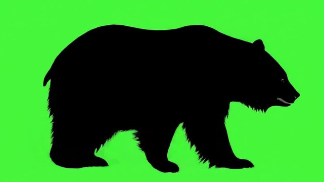 Black bear silhouette walking video green screen
