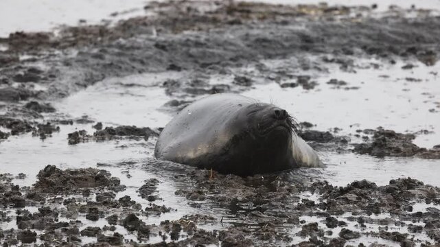 Female southern elephant seal (Mirounga leonina, Phocidae) resting in muddy shoreline wallow in South Georgia, subantarctic islands, calm thermoregulation and energy conservation behavior