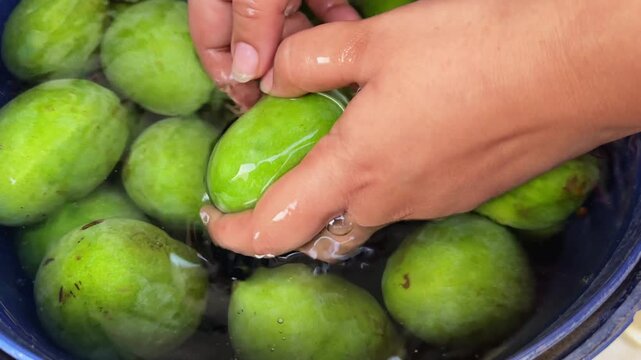 Detailed close view of hands washing fresh raw green mangoes in water before drying and preparing them for traditional homemade Indian pickle making process