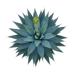 Fototapeta premium Close-up of agave plant with green and blue leaves