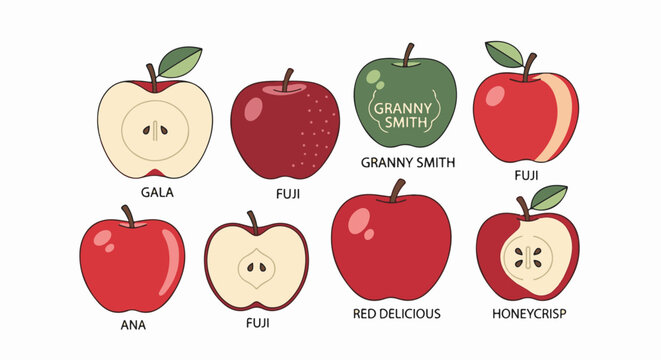 Variety of apples illustrated with labels Gala, Fuji, Granny Smith, Honeycrisp