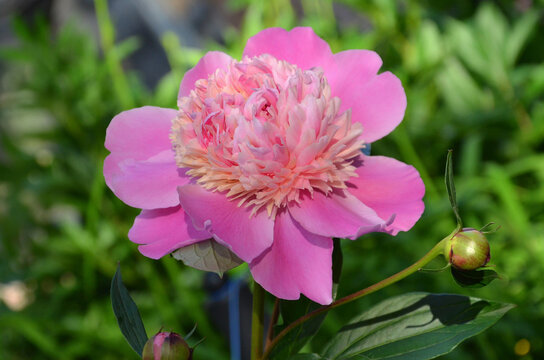 Raspberry -pink paeonia lactiflora (Sorbet Peony) early summer blooming bicolor peony bushy plant. Closeup ,outdoors flowering peony. Growing peony ,fragrant bushy plant concept.