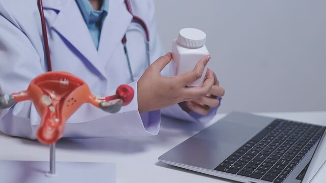 Doctor holding human uterus model for vaginal and cervix pap smear check up in the obstetrics and gynecology.