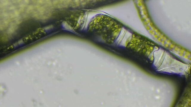  Extreme close-up of translucent green algae cellular structure with internal chloroplasts and copy space