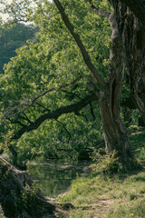 Fototapeta premium Ancient tree beside a peaceful forest stream